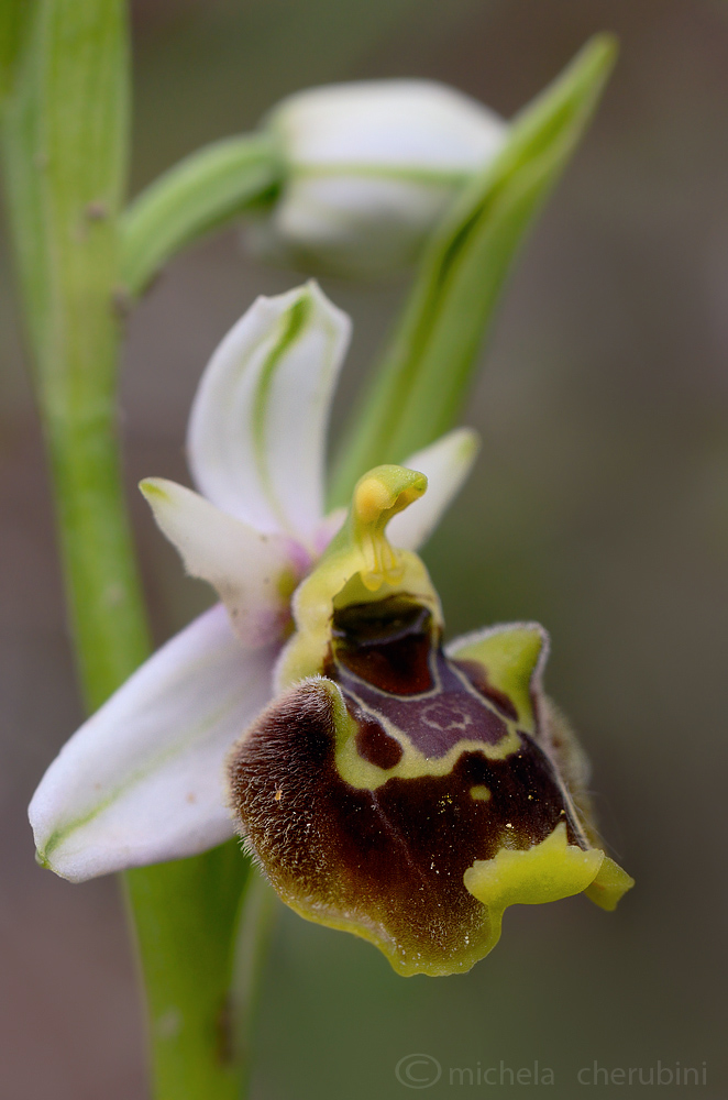 ophrys  holosericea?